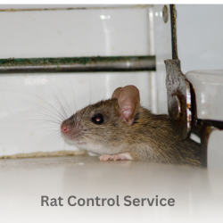 Rat Control